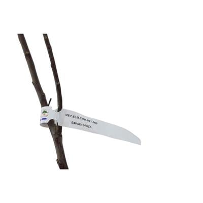 Elma Fidanı Gala Çıplak Kök