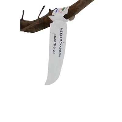 Elma Fidanı Golden Çıplak Kök