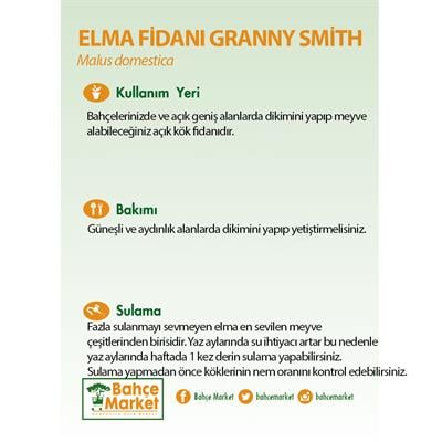 Elma Fidanı Granny Smith Çıplak Kök