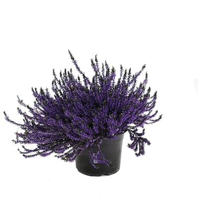 Erica Calluna - Süpürge Çalısı 20 - 30 Cm