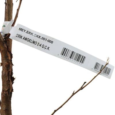 Erik Fidanı Angelino Çıplak Kök