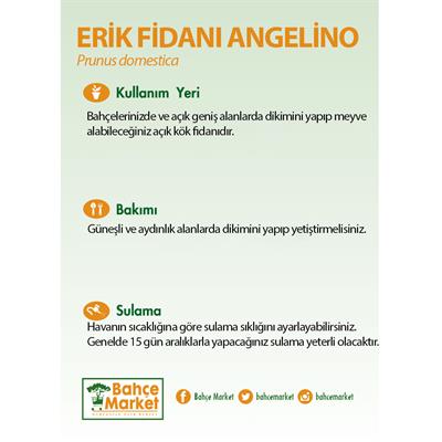 Erik Fidanı Angelino Çıplak Kök