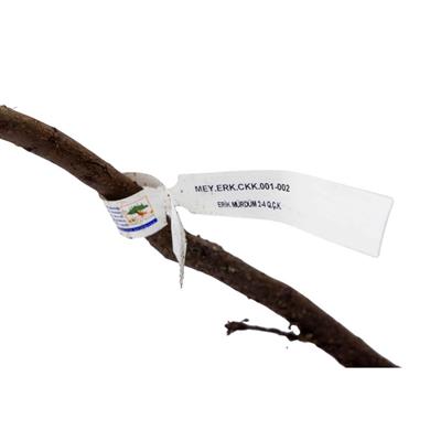 Erik Fidanı Mürdüm Çıplak Kök