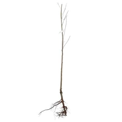 Erik Fidanı Mürdüm Çıplak Kök