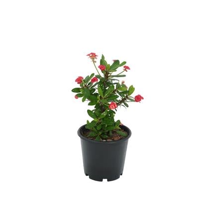 Euphorbia Milii - Dikenler Tacı 20-30 Cm