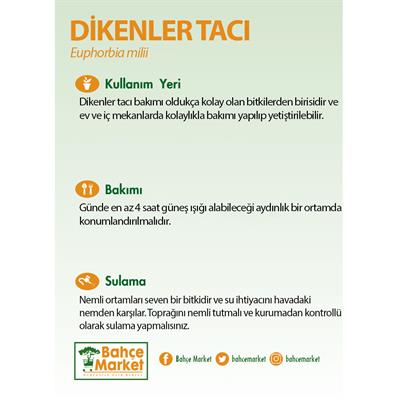 Euphorbia Milii - Dikenler Tacı 20-30 Cm