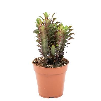 Euphorbia Trigona Rubra (Süt Ağacı Kaktüs) 20-30 Cm