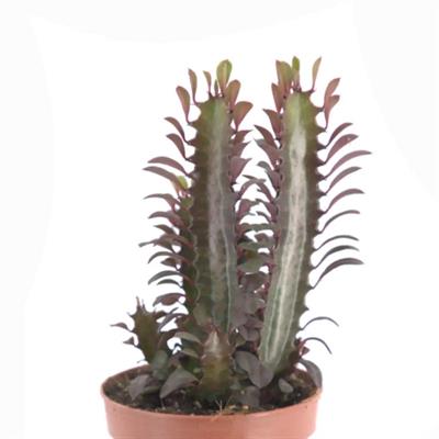 Euphorbia Trigona Rubra (Süt Ağacı Kaktüs) Yeşil