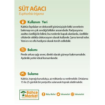 Euphorbia Trigona Rubra (Süt Ağacı Kaktüs) 20-30 Cm