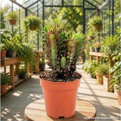 Euphorbia Trigona Rubra (Süt Ağacı Kaktüs) 20-30 Cm