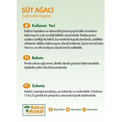 Euphorbia Trigona (Süt Ağacı)