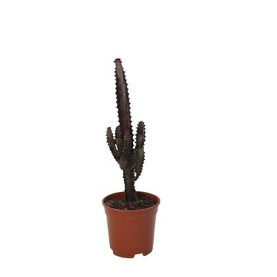 Euphorbia Trigona (Süt Ağacı)