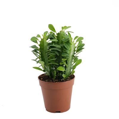 Euphorbia Trigona (Süt Ağacı) Yeşil