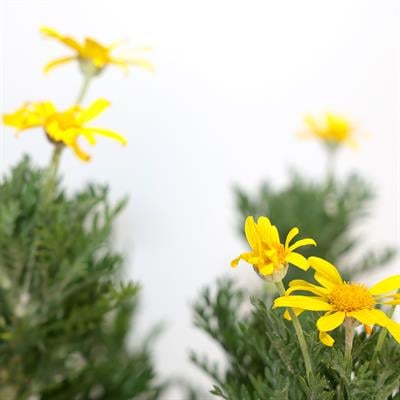 Europs (Sarı Papatya) Çiçeği