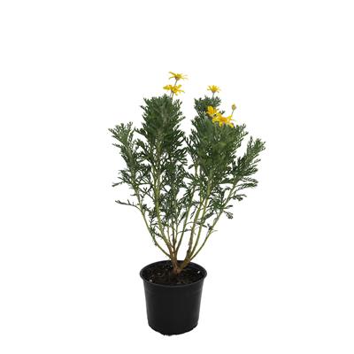 Europs (Sarı Papatya) Çiçeği