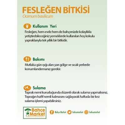 Fesleğen Bitkisi