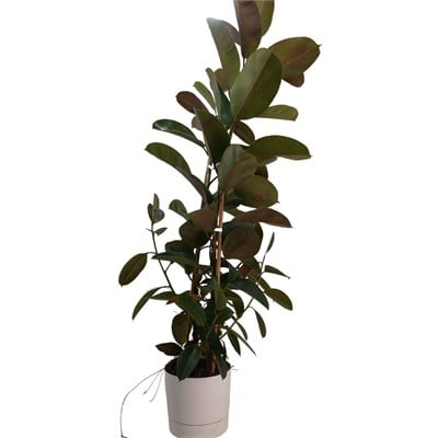 Ficus Elastica 2li