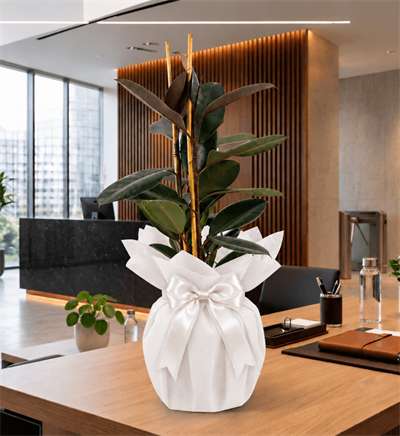 Ficus Elastica 2'li