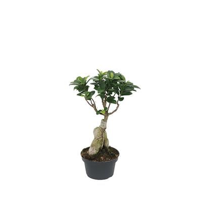 Ficus Gingseng - Bonsai Ağacı 30 cm