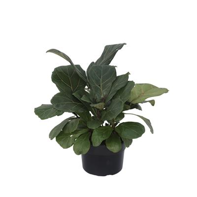 Ficus Lyrata - Keman Yapraklı Kauçuk 60-80 Cm