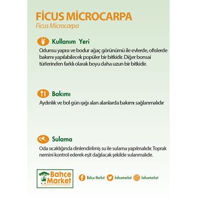 Ficus Microcarpa Ginseng (Bonsai)