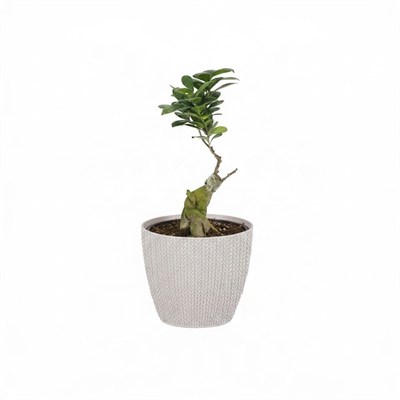 Ficus Microcarpa Ginseng (Bonsai)