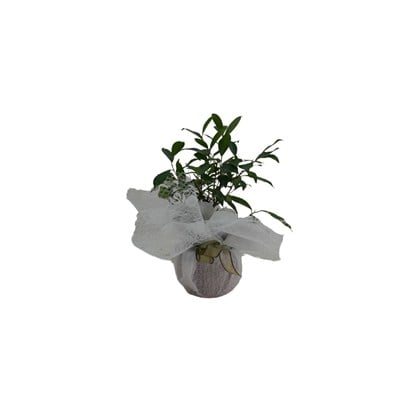 Ficus Microcarpa Ginseng (Bonsai)