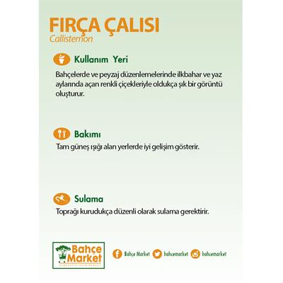 Fırça Çalısı Bitkisi 30-40 Cm