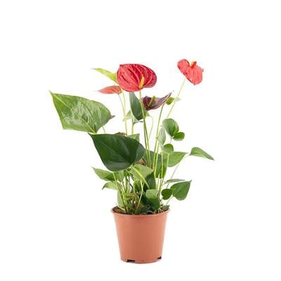 Antoryum-Anthurium (Flamingo Çiçeği)  Çap 14 CM 40  60 Cm