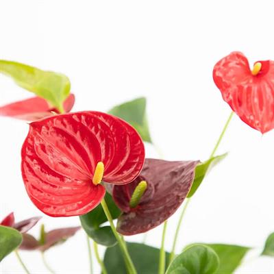 Antoryum-Anthurium (Flamingo Çiçeği)  Çap 14 CM 40  60 Cm