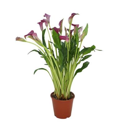 Gala Çiçeği 30-40 cm