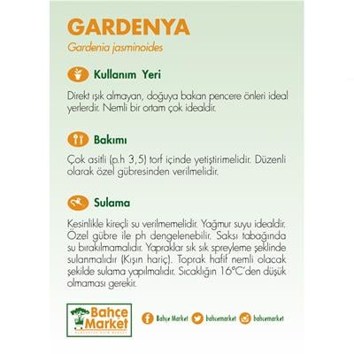 Gardenya Çiçeği