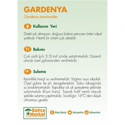 Gardenya Çiçeği