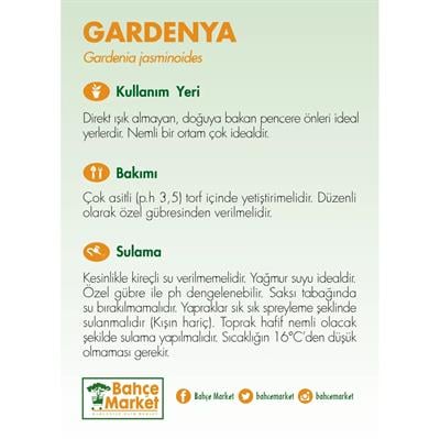 Gardenya Çiçeği Yeşil