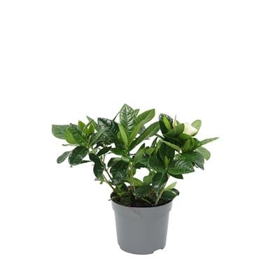 Gardenya Çiçeği Yeşil