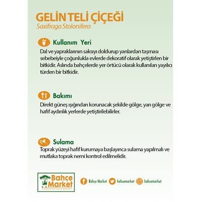 Gelin Teli Çiçeği