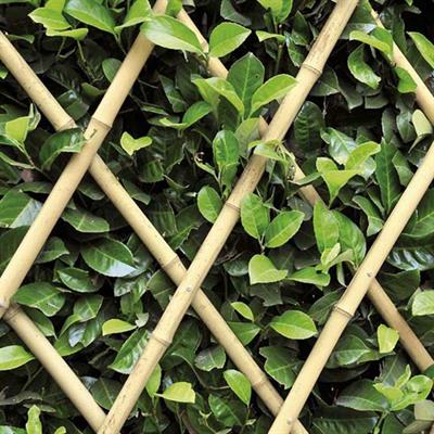 Genişleyebilen Bambu Çit 180X120 Cm