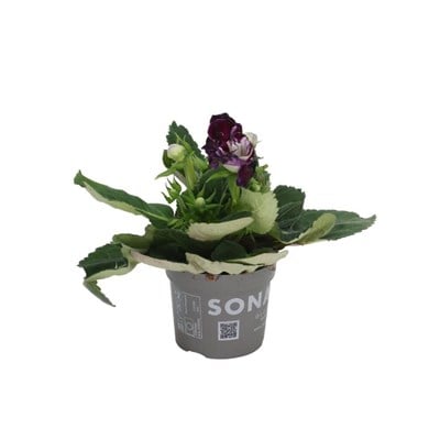 Gloksinya Bardak Menekşesi