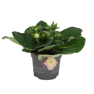 Gloksinya Bardak Menekşesi