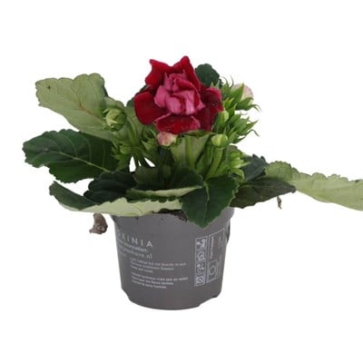 Gloksinya Bardak Menekşesi