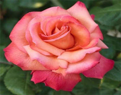 Gül Meilland Poşetli