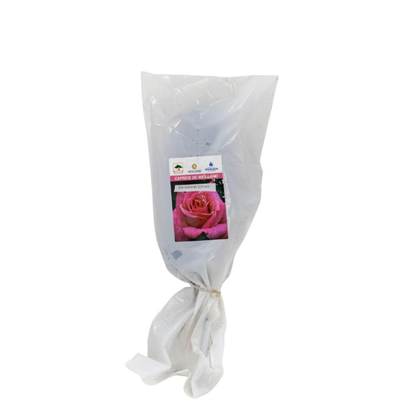 Gül Meilland Poşetli