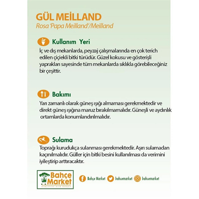 Gül Meilland Poşetli
