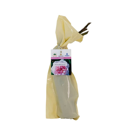 Gül Meilland Poşetli