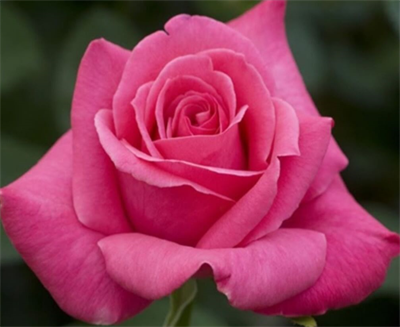 Gül Meilland Poşetli