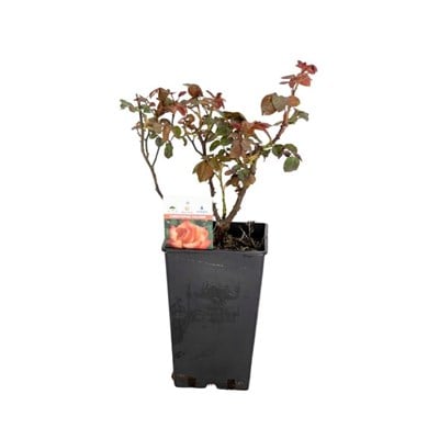 Gül Meilland Saksılı