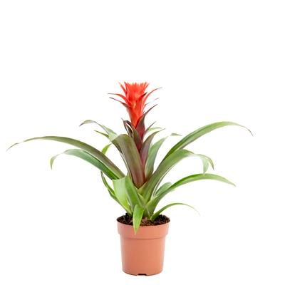 Guzmanya Hope Çiçeği 20-40 Cm