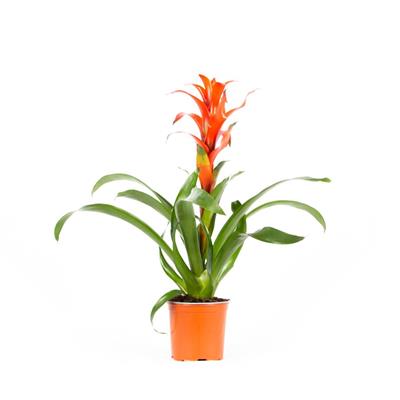 Guzmanya - Kırmızı Yıldız 40 - 60 Cm