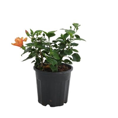 Hatmi Çiçeği 20-30 Cm