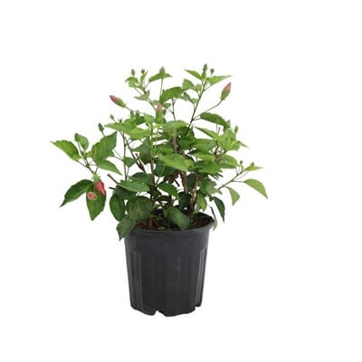 Hatmi Çiçeği 20-30 Cm